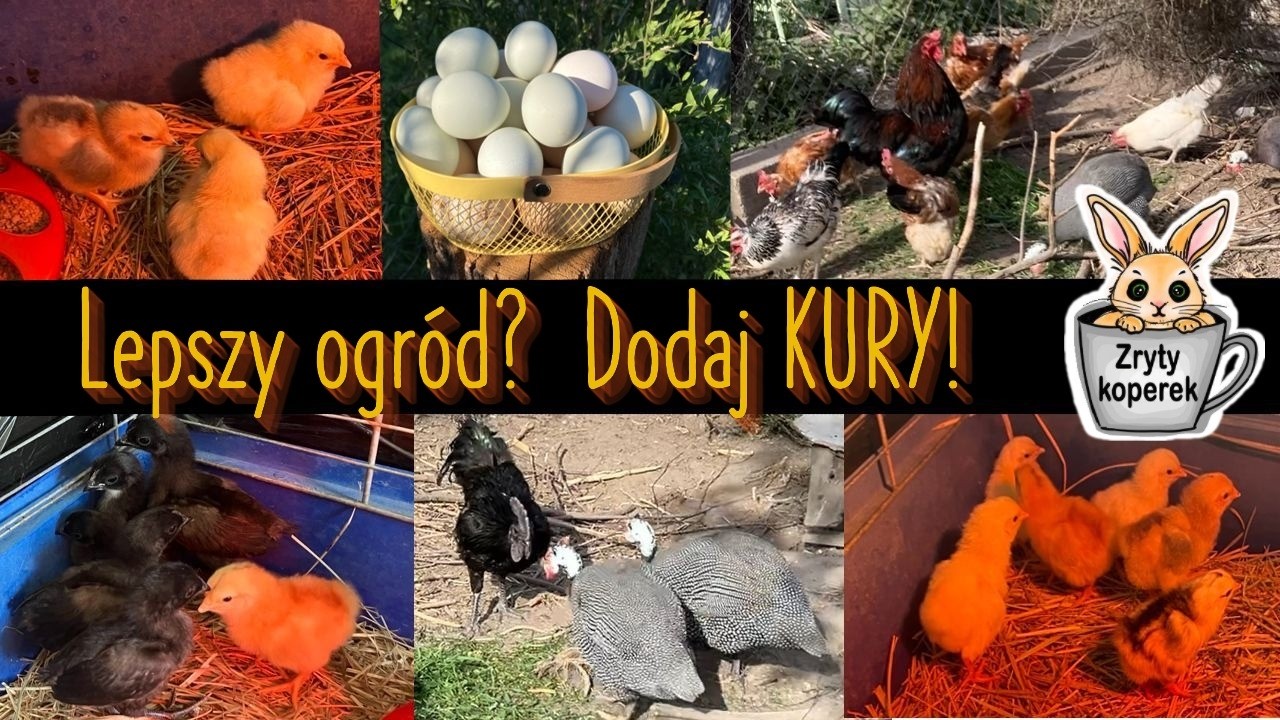 Chcesz kury? Najpierw zobacz to. Prawda o kurach, której nikt Ci nie powie (po 15 latach hodowli).