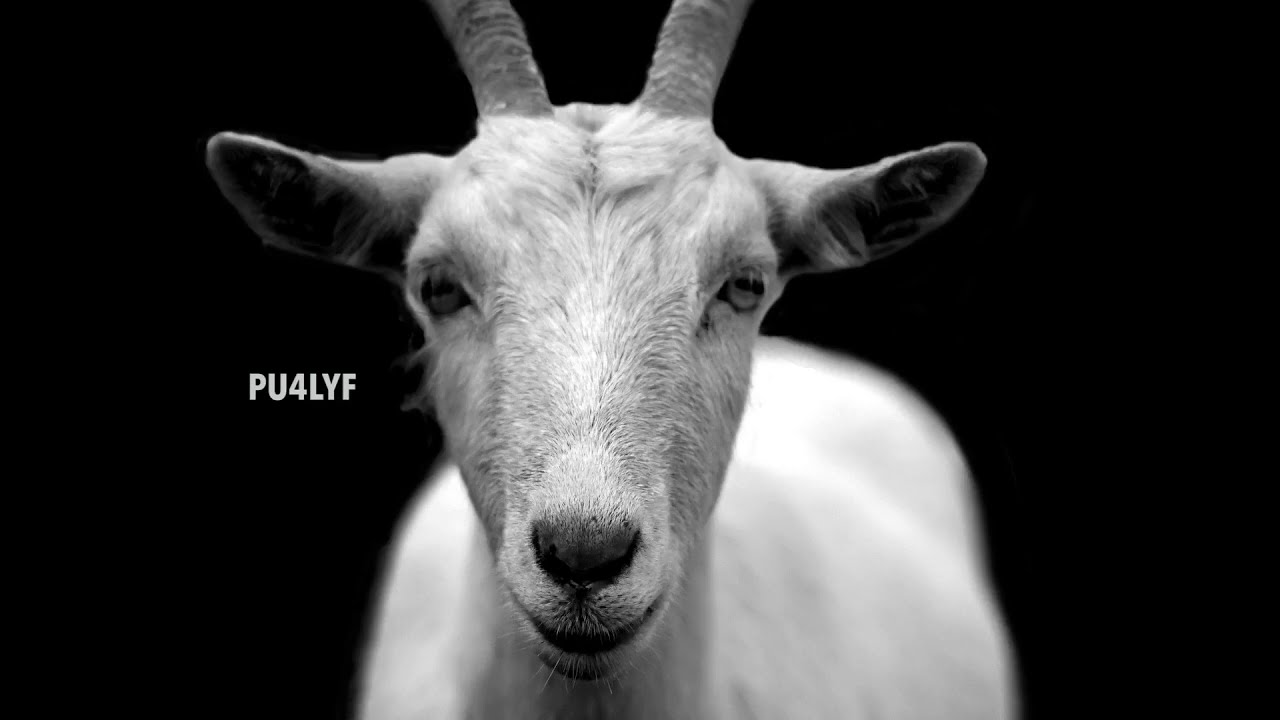 Kambing Kaigeh | Ma Carrotz | Rabbit Mac | VDJMXR