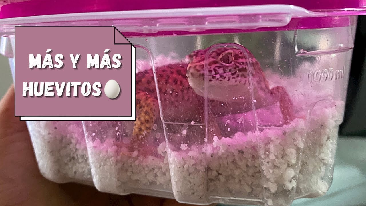 Primeros HUEVOS 🥚 de Gecko Leopardo 🔥 Incubación | Temporada 2022 🤞🏻