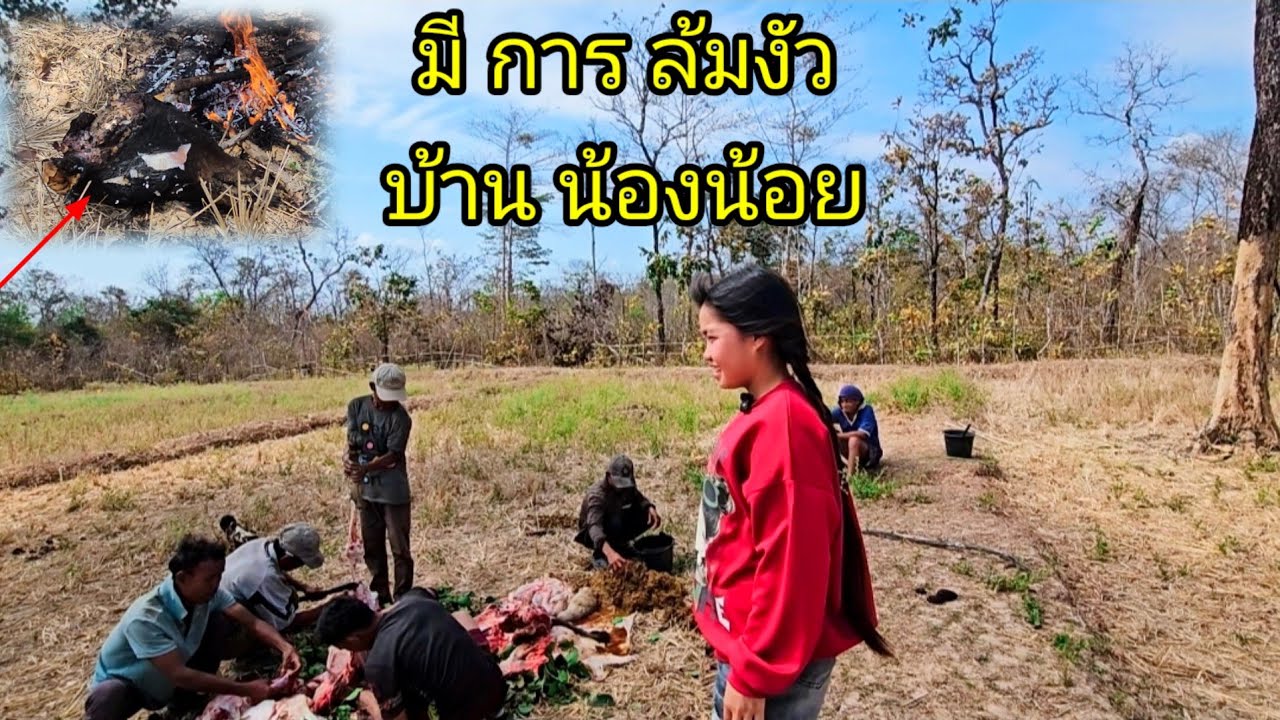 มีงานใหญ่ที่บ้านน้องน้อย ถึงกับล้มงัว18 กุมภาพันธ์ ค.ศ. 2026