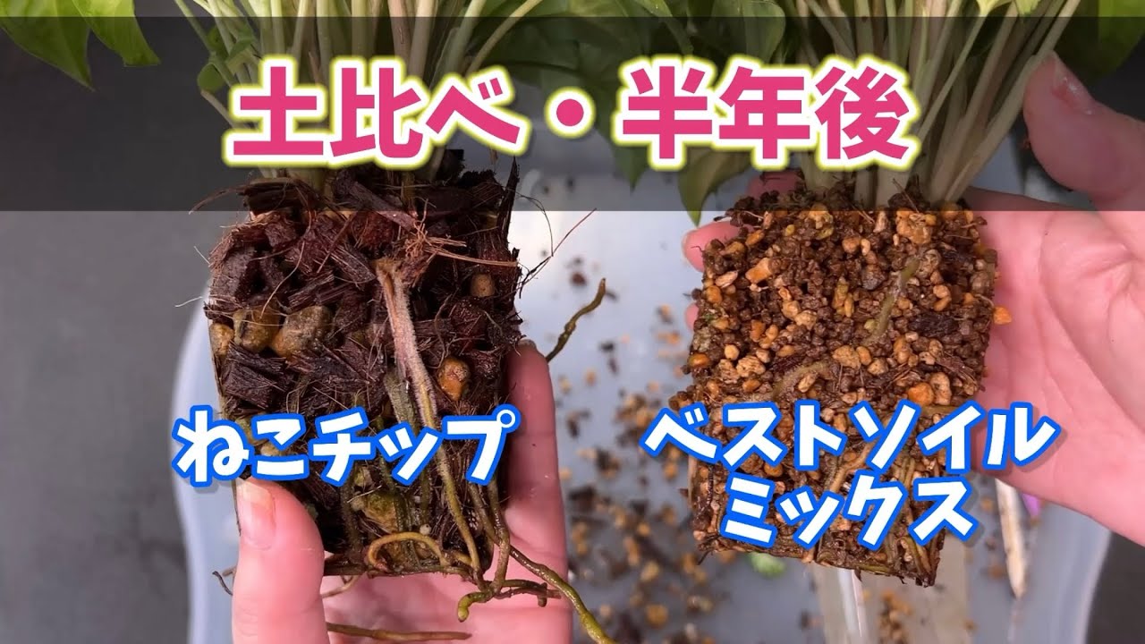 土比べ・ねこチップ、ベストソイルミックスの半年後 #観葉植物 #houseplants