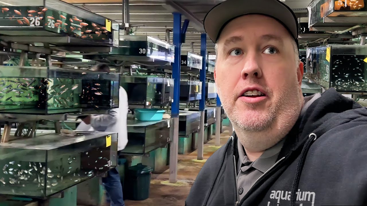 Thousands of Rare Aquarium Fish at MASSIVE Wholesaler | Aquarium Glaser Tour