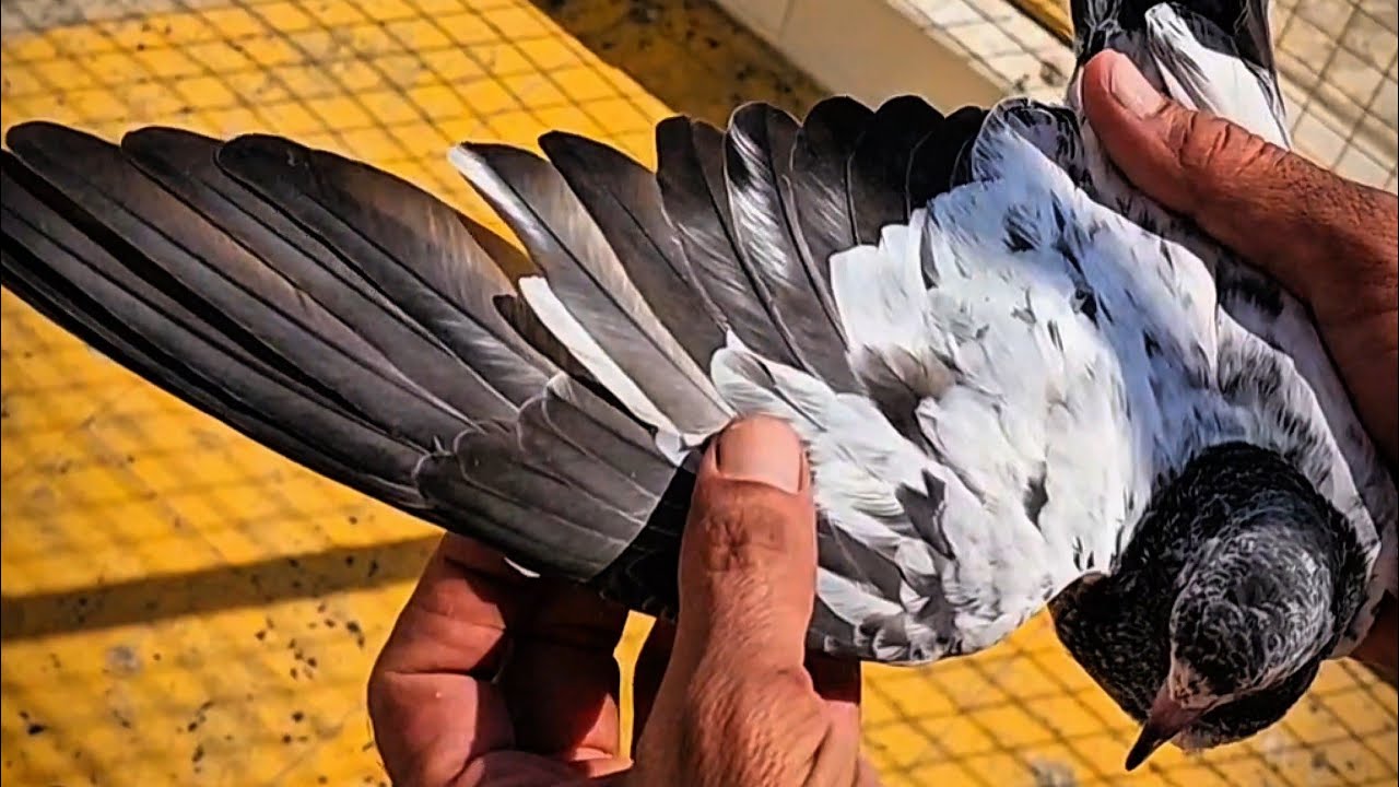 🔴🕊27/01/2026  Live With Kabutar And Viewers || Sanjari Pigeon Loft [Ustad Chairman Party]🕊🔴