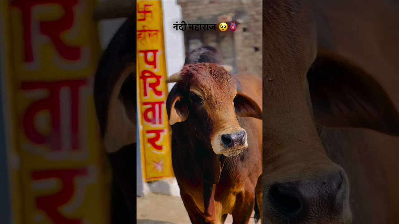 #jai