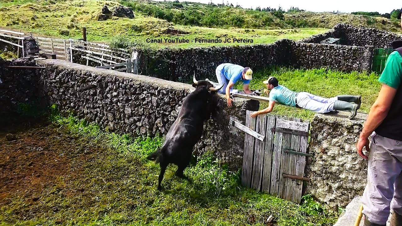 JAF Wild Bulls - Separar Os Touros Nas Pastagens Dos Terreiros - Ilha Terceira - Açores - Portugal