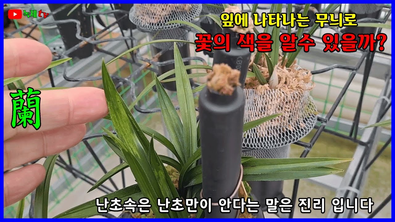 색화를 피우는 잎의 특징에 대하여 알아봅니다.