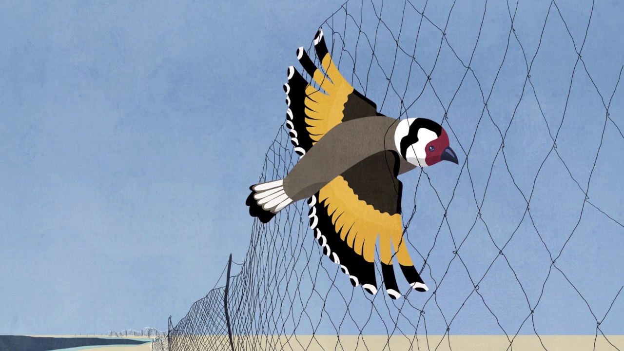 Grenzenloser Vogelzug - Internationale Umweltpolitik am Beispiel Zugvogelschutz