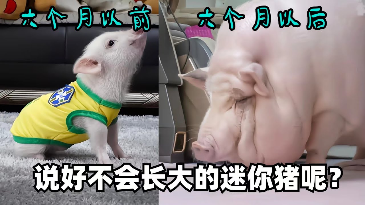 为女儿带回两只迷你猪，不料六个月后全家人傻眼，网友：&ldquo;沉甸甸的父爱啊！&rdquo;