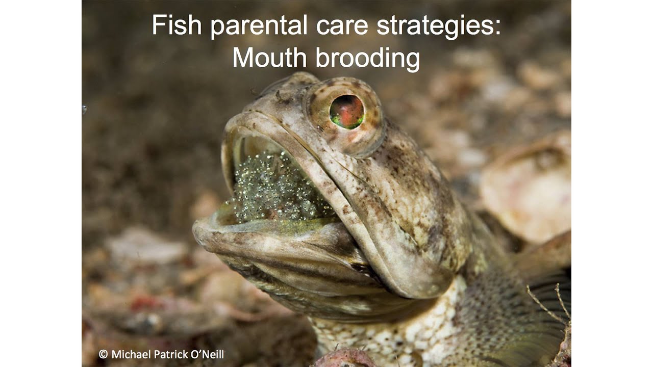 BAH EAST - Stacy Farina - Fish Make Horrifying Parents