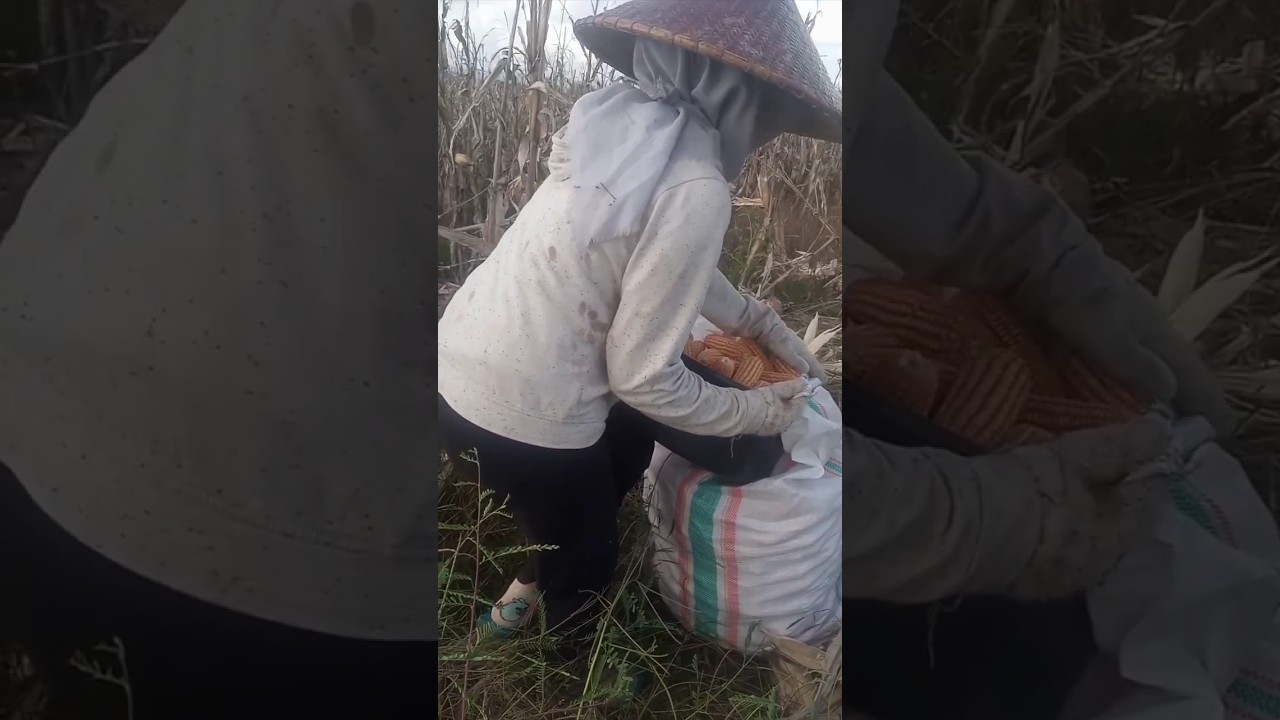 BEGINI PROSES PANEN JAGUNG MANUAL