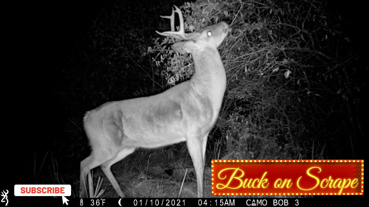 FLORIDA WHITETAIL BUCK RETURNS TO SCRAPE