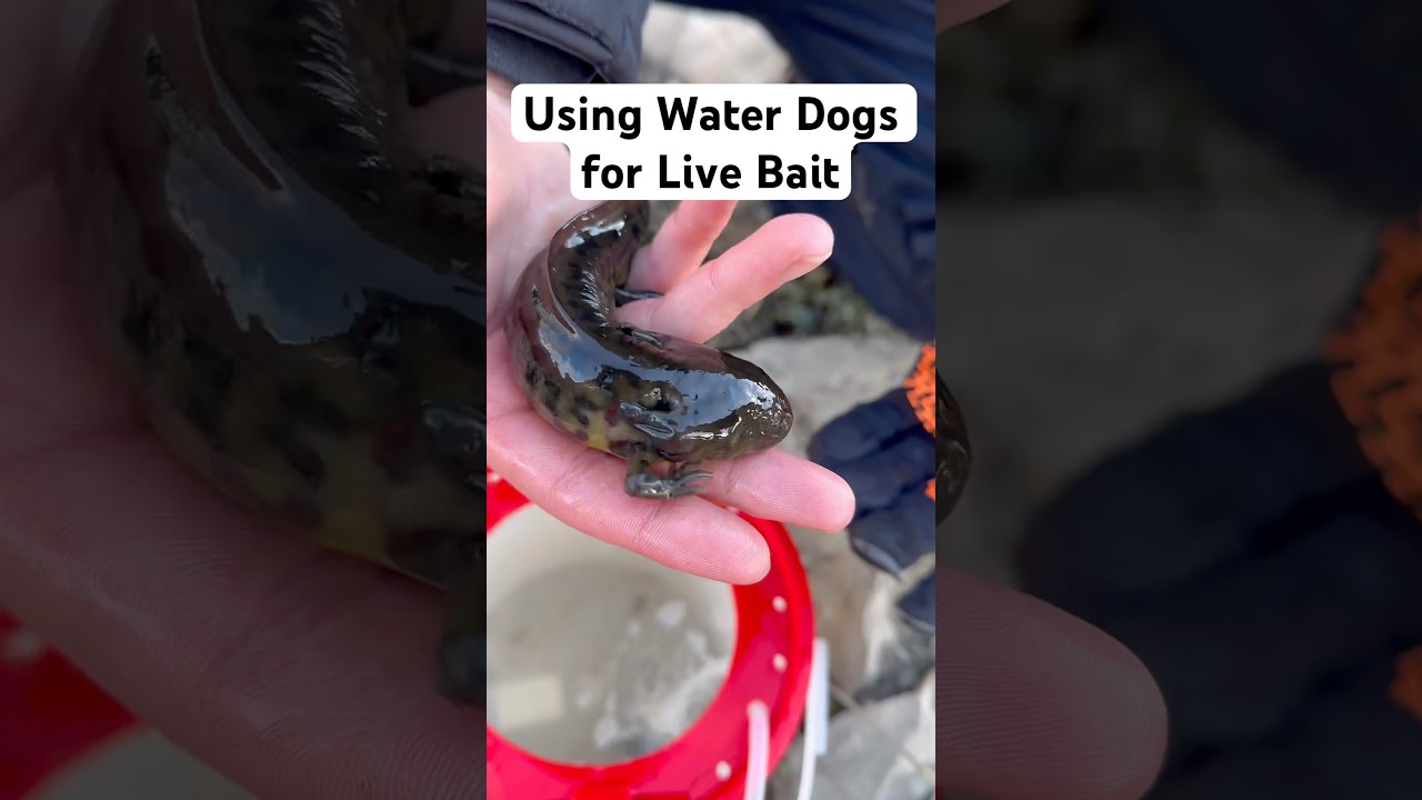 Let&rsquo;s go fish with Water Dogs! #fishing #waterdogs #livebait #trinityriver #fortworth #texas