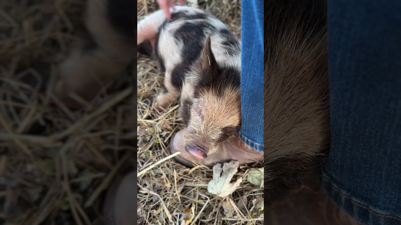 He's so adorable 😭🫶 #farmlife #piglet #cute #farmdiaries