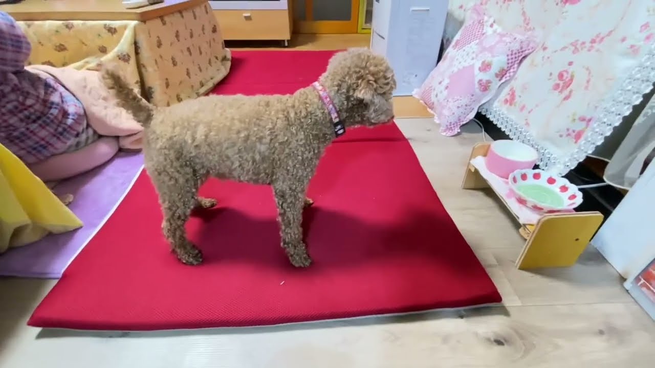 トッピングが欲しい犬🐩