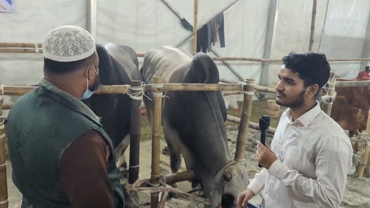 ডাচ ডেইরি লিমিটেড
