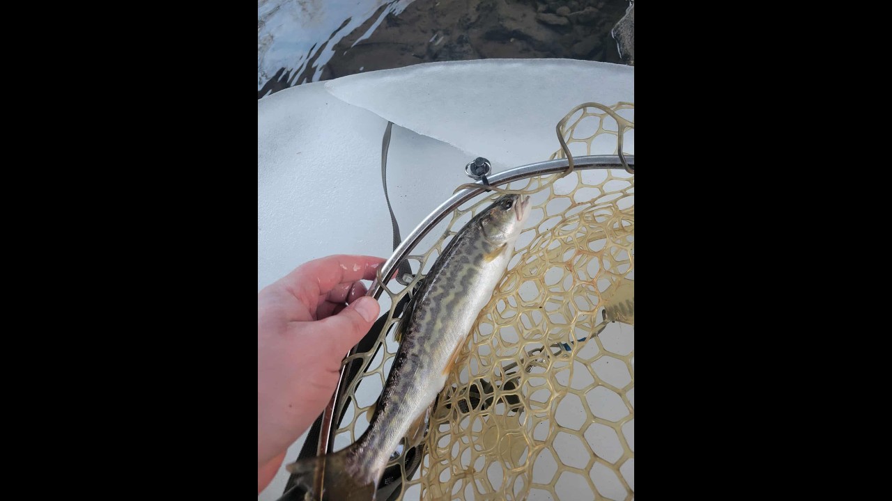 Wisconsin Trout Fishing - 2/15/2026