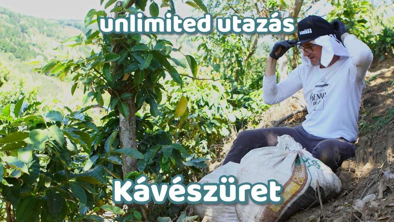 Így szüretelik a kávét | Costa Rica #3