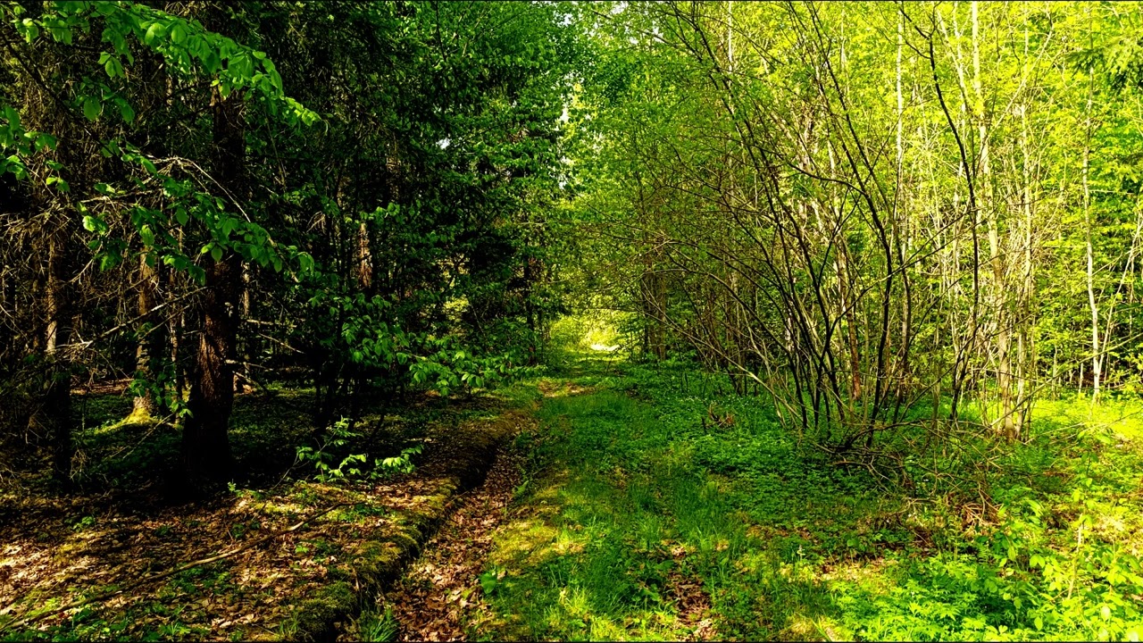 Спокойное пение птиц в глубине леса 🌿 Природная атмосфера для релаксации