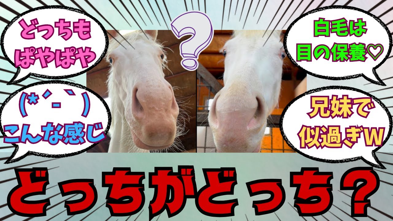 【アオラキ】白毛の妹が似過ぎと話題！！に対する競馬好きの反応【競馬の反応集】