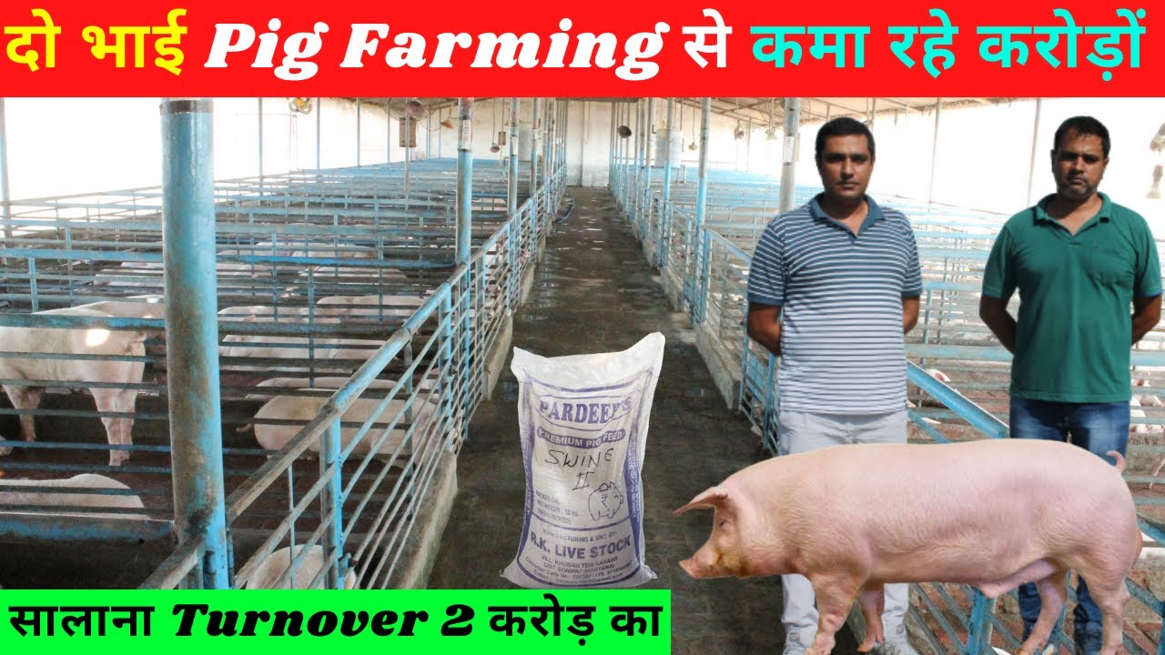 दो भाई Pig Farming से कैसे बने करोड़पति - Full information @@Indian Farming Technology