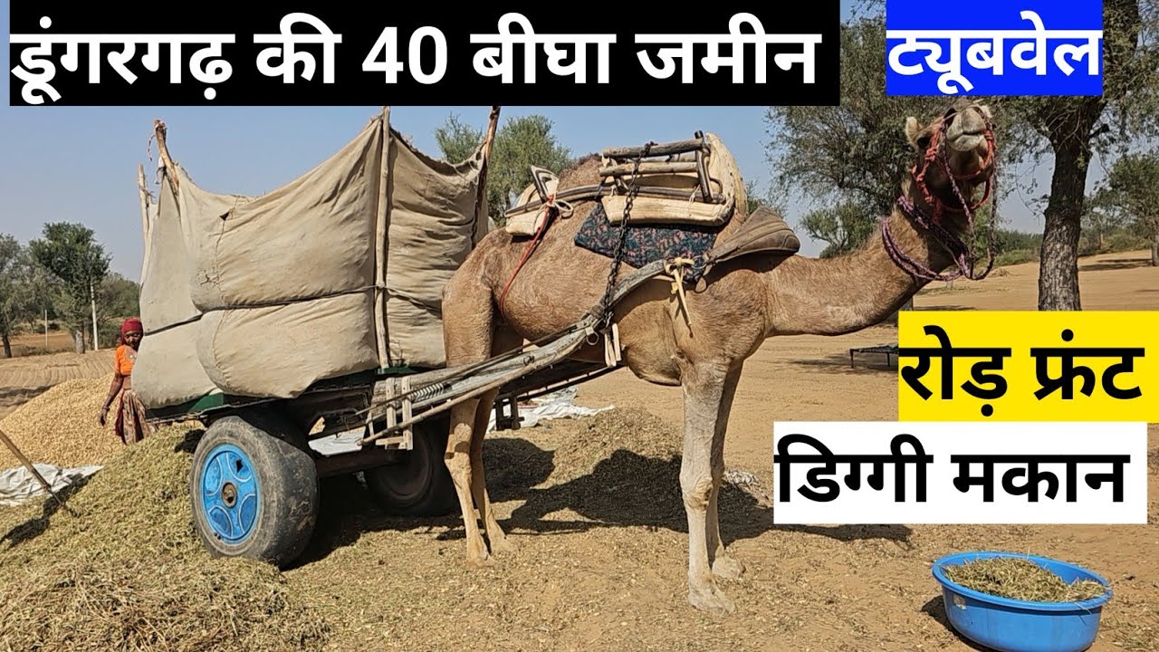 डूंगरगढ़ की 40 बीघा जमीन बिकाऊ एक ट्यूबवेल,डिग्गी, मकान,रोड़ फरंट 3 बीघा, जिला बीकानेर राजस्थान।