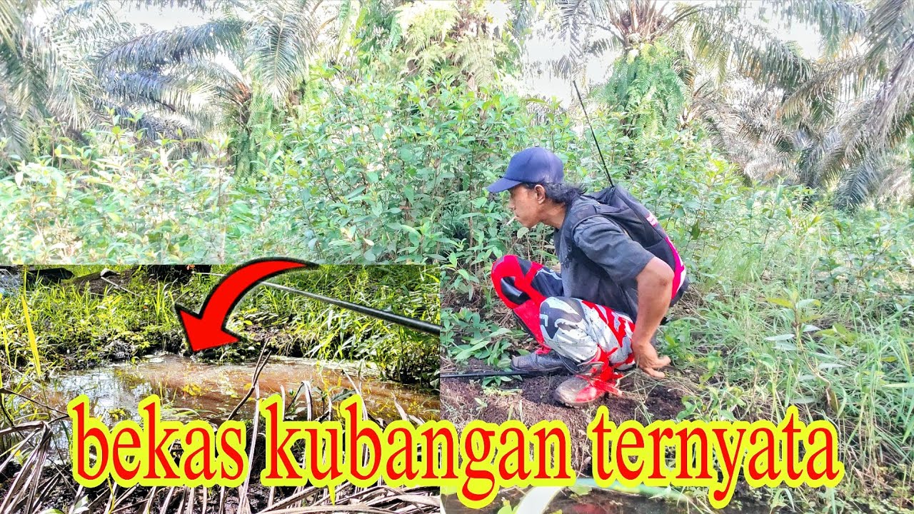 Belusukan di tengah kebun rawa mencari spot ❗pake umpan ul4t bambu