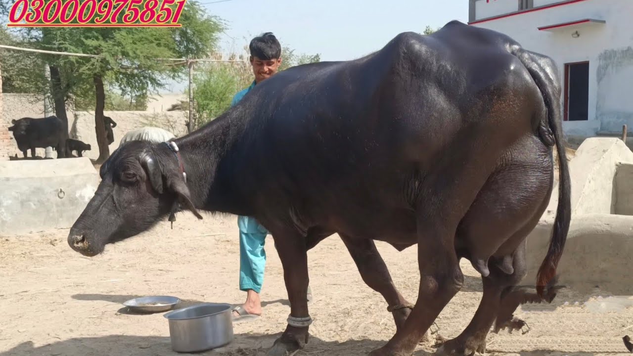 Top Milking pure nili Ravi Buffalo's for sale in Punjab Pakistan on YouTube 15 March 2026
