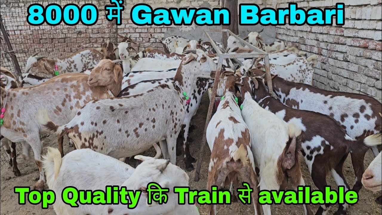8000 Me Gawan Barbari Bakriya le Shakil Barbari Goat Farm#goatfarming #goat #barbaribakri