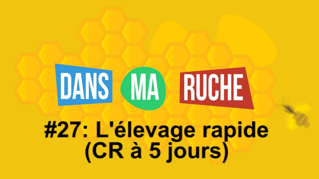 #27-L'élevage rapide (Cellules Royales à 5 jours)