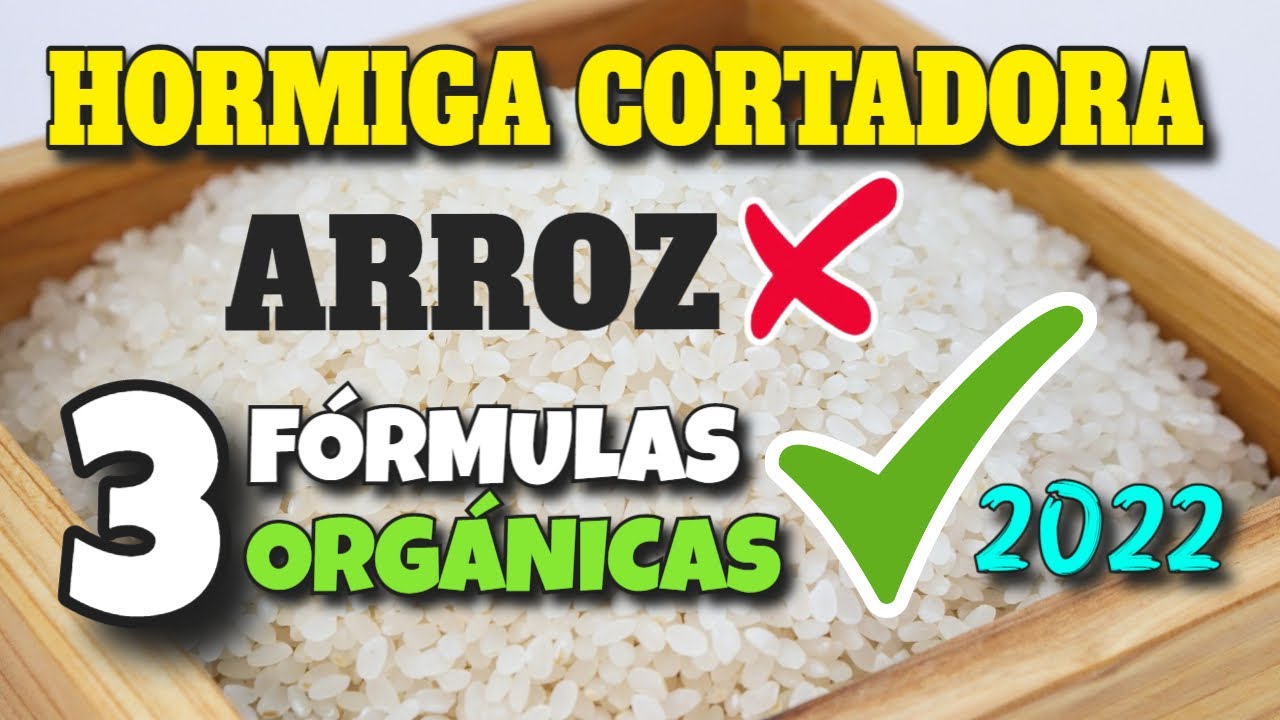 🐜Controlar Hormigas de tus PLANTAS- Jardín- 3 REMEDIOS CASEROS