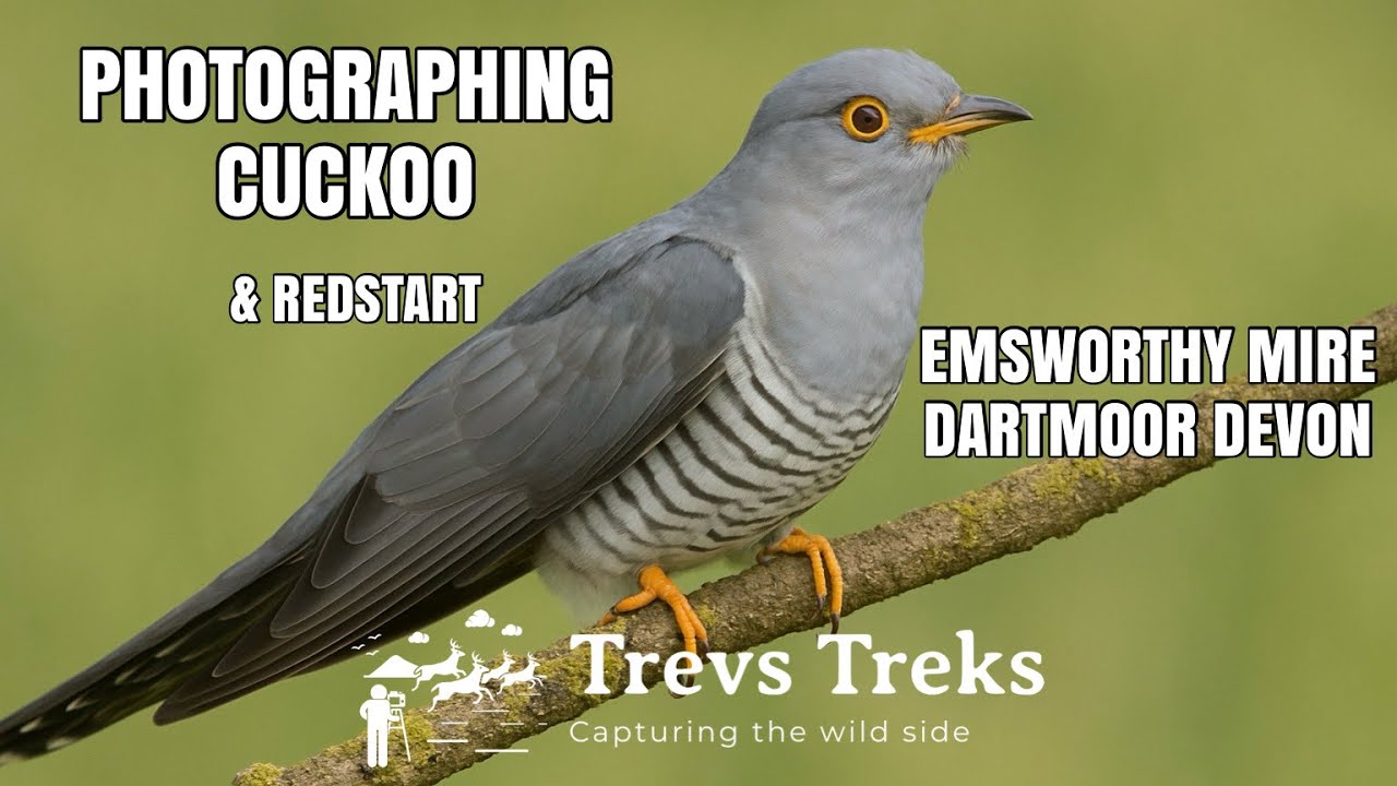 Photographing Cuckoo Emsworthy Mire Dartmoor UK bird watching Canon R7 RF100-500mm