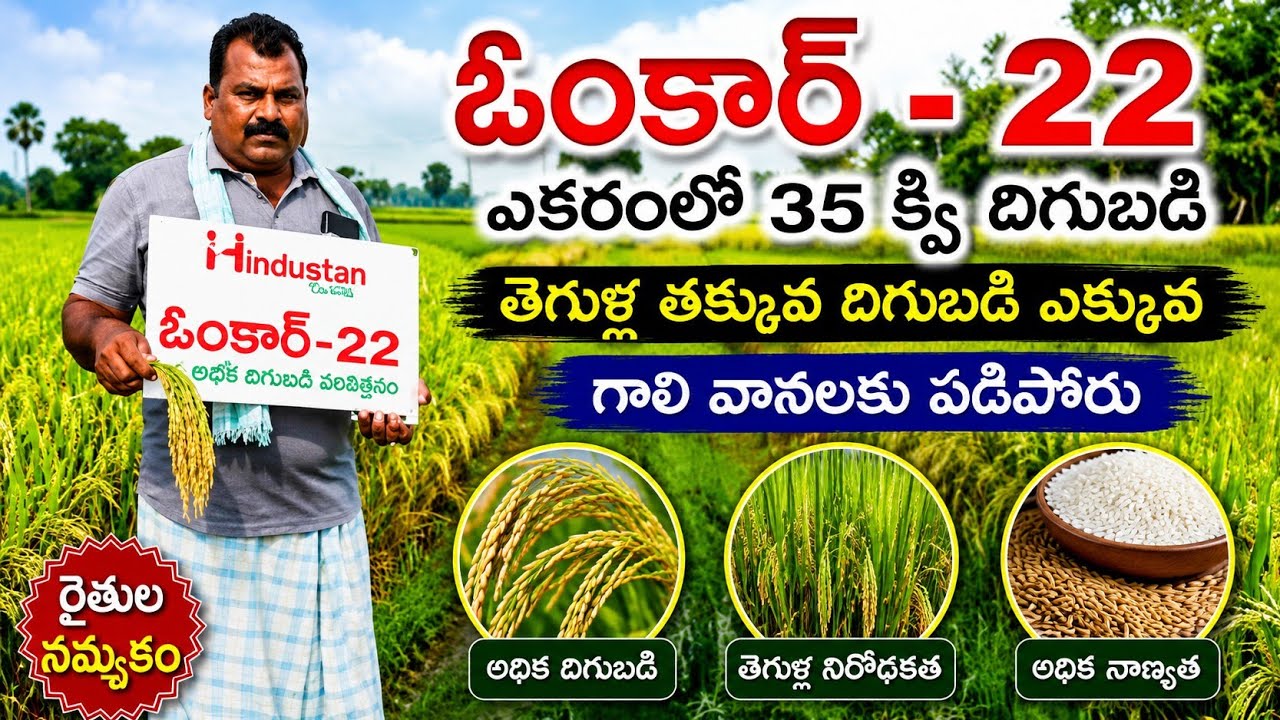 ఓంకార్ - 22 దొడ్డు వరి రకం ఎకరా 35 క్వి దిగుబడి @prasadagriculture 