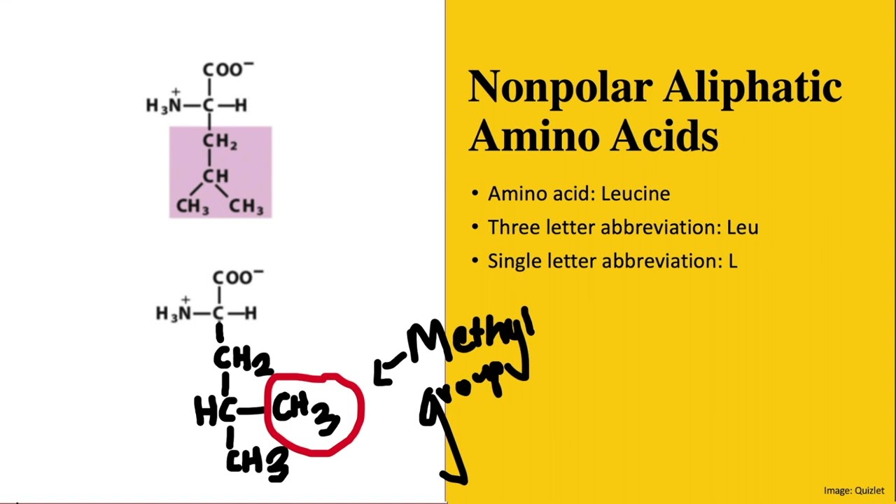 How to Memorize the 20 Amino Acids & their Structures (a beginner's guide) | MCAT BIOCHEMISTRY