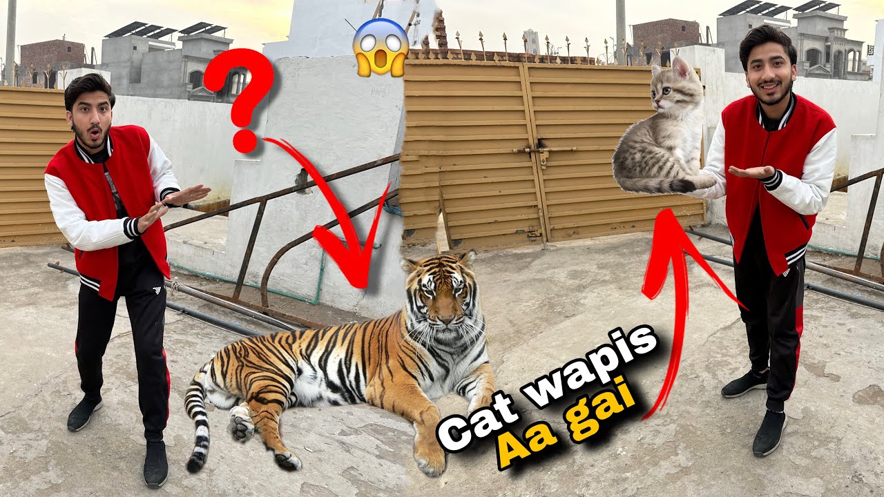 Kya Dream Wild Pet Tiger Ha ?😱|| Cata Wapsi Aa Gai🥰||
