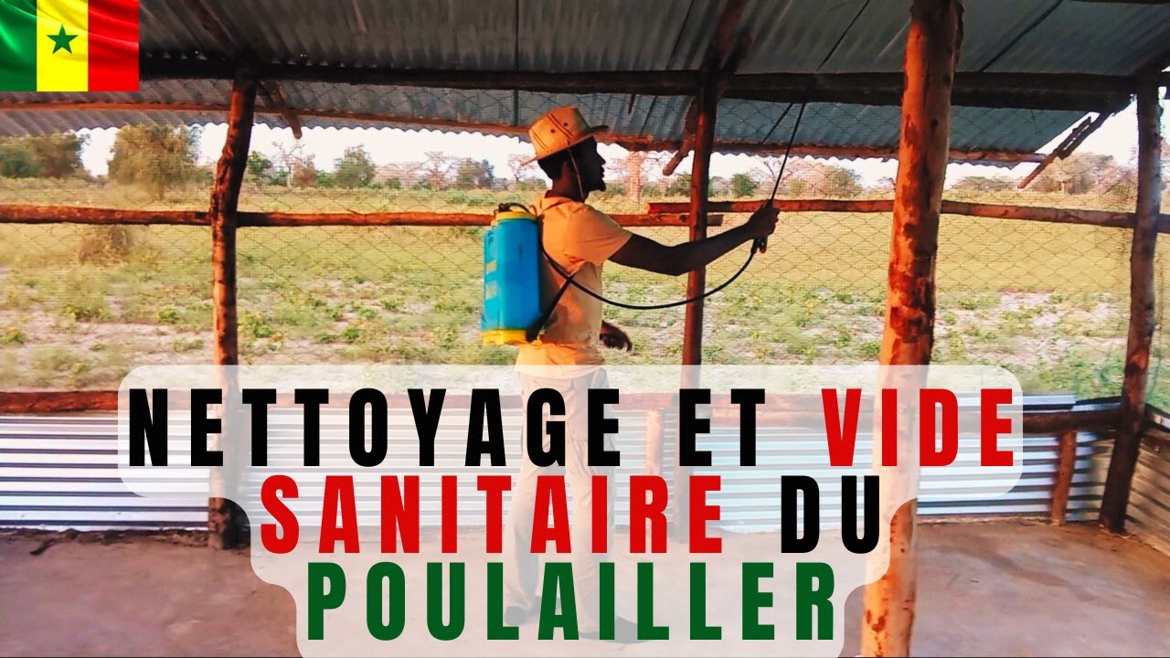 3 étapes clés avant d’accueillir vos poussins au Sénégal