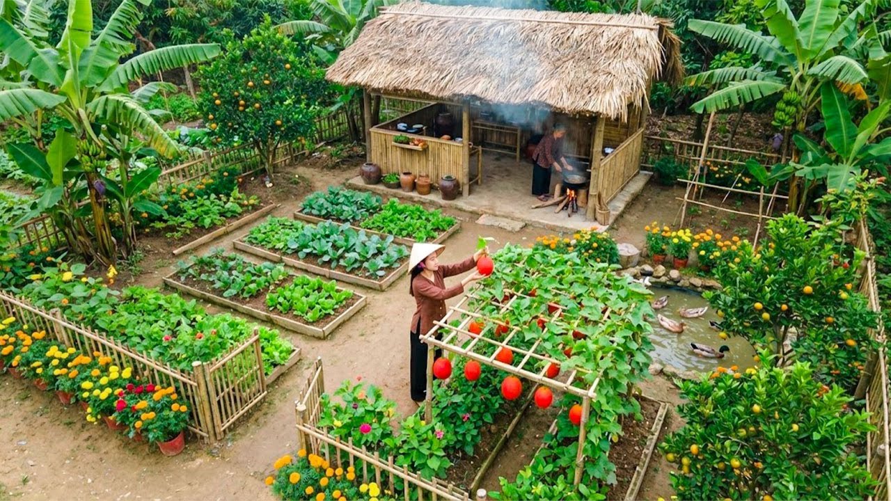 Country Life: Harvesting Ripe Red Gac Fruits, Tending the Late Autumn Garden,Preparing a Simple Meal