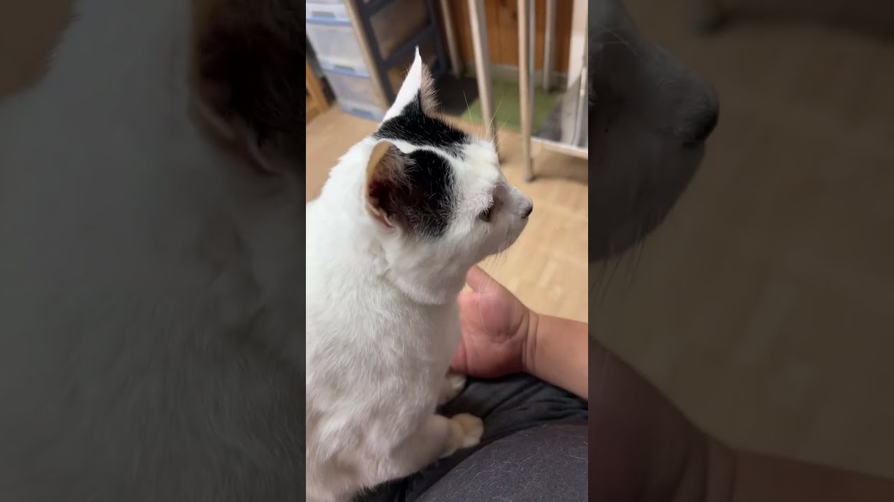 しろくん LIVE放送│吉田英樹 ⓒ CATS