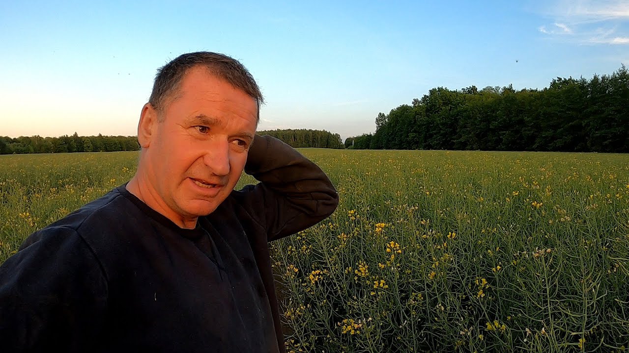 Rzepak - nerwowa i uciążliwa uprawa w gospodarstwie