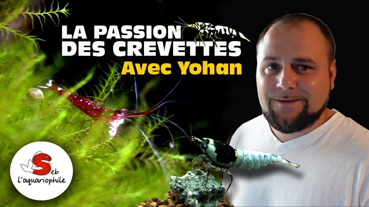 Installation DIY pour Crevettes d'Aquarium : Yohan élève des caridina et sulawesi dennerli