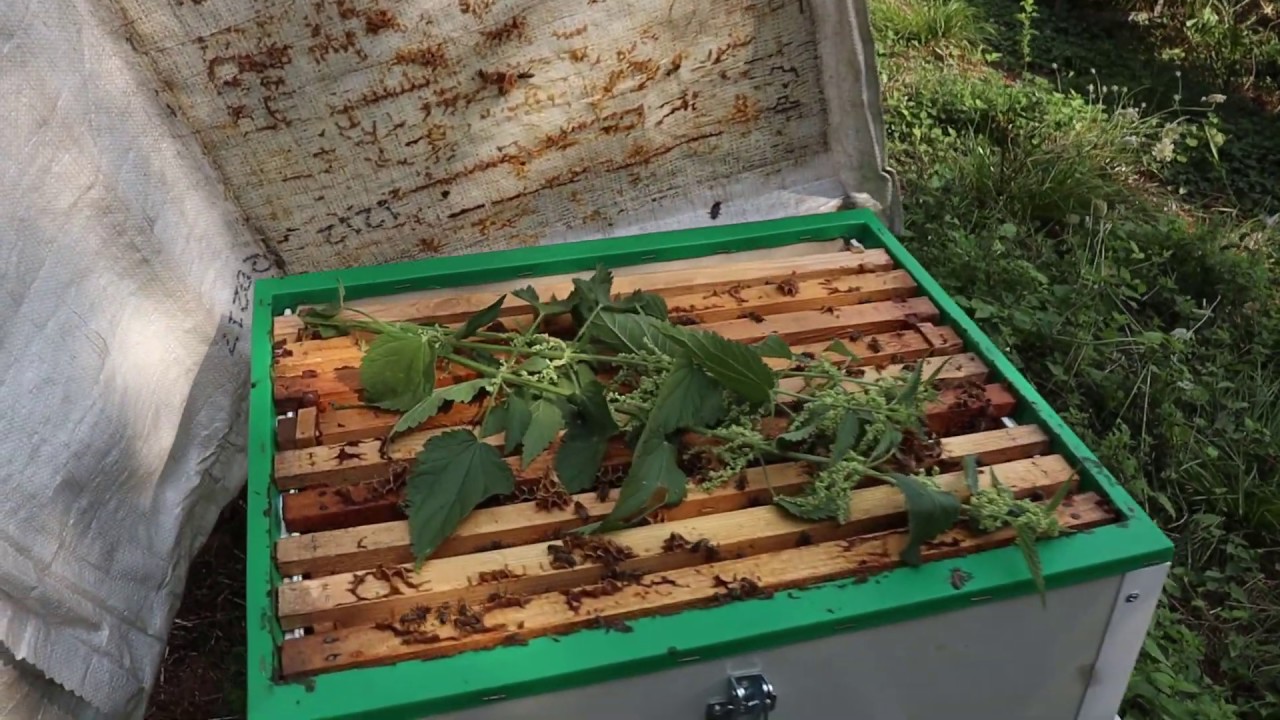 Isırgan Otu İle Varrao Mücadelesi Yaptık (sonuçlar beklediğimizden iyi)