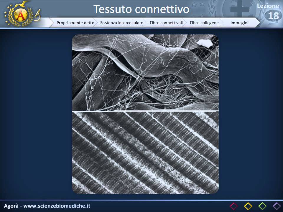Istologia 18 - Fibre connettivali