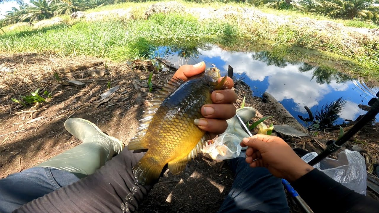 TERNYATA DI PARIT SEMAK INI IKAN BETOK BERSARANG || MANCING IKAN BETOK PURBA