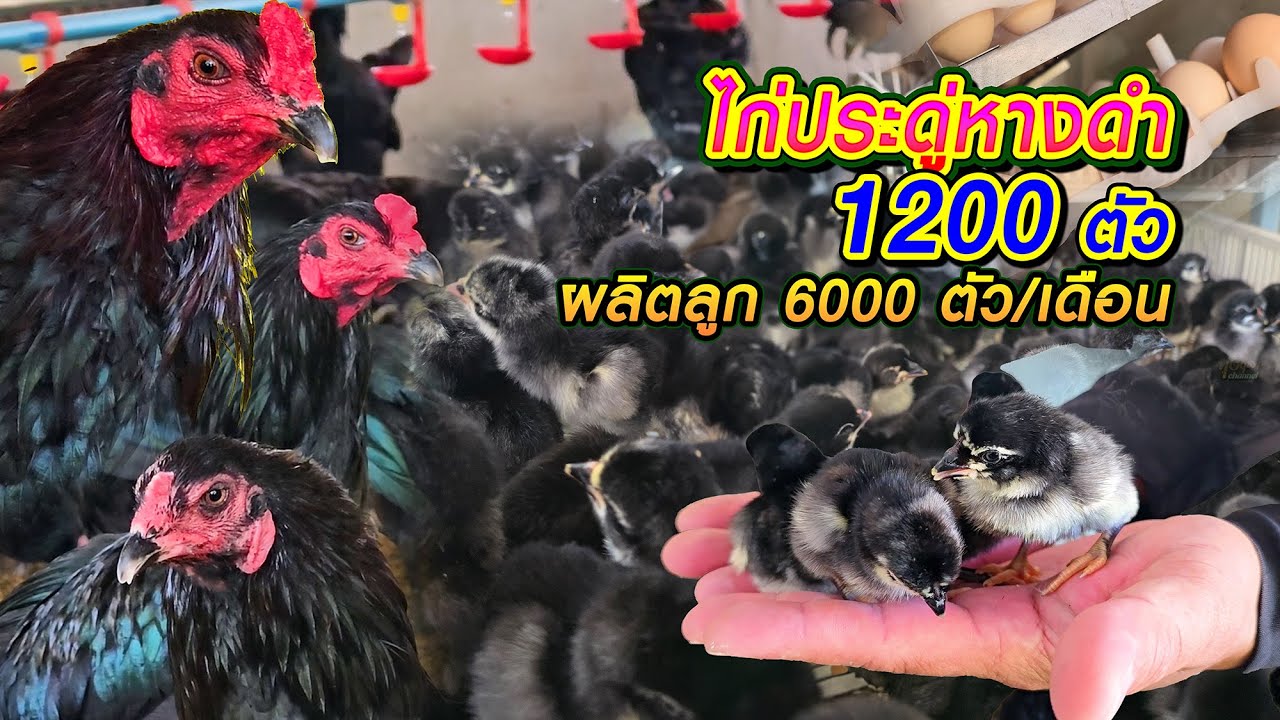 เลี้ยงไก่ประดู่หางดำเงินล้าน จำนวน 1,200 ตัว สามารถผลิตลูกไก่ได้ 6,000 ตัวต่อเดือน
