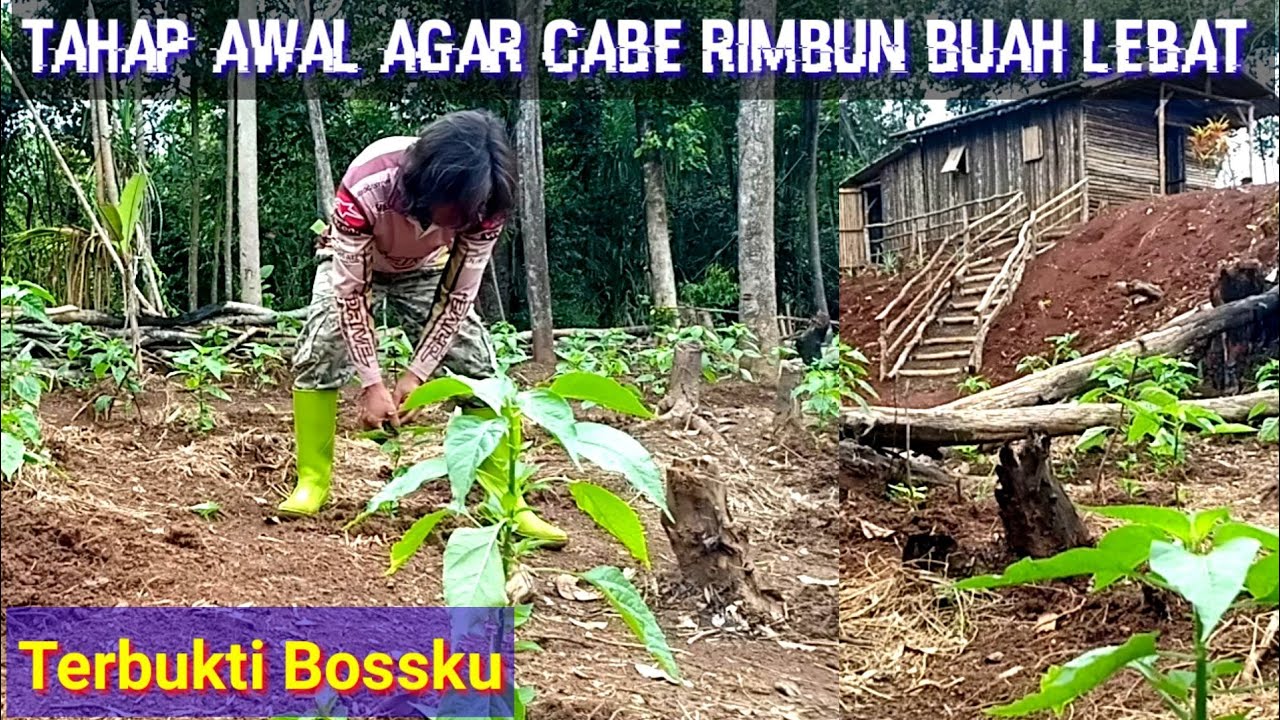 Lakukan cara ini agar cabe rimbun berbuah lebat