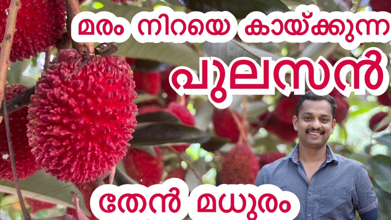 പുലാസാൻ ചെടി നിറഞ്ഞ് കായ്ക്കാൻ #pulasan fruit #pulasan #pulasan fruit taste #pulasan farmkerala #kl0