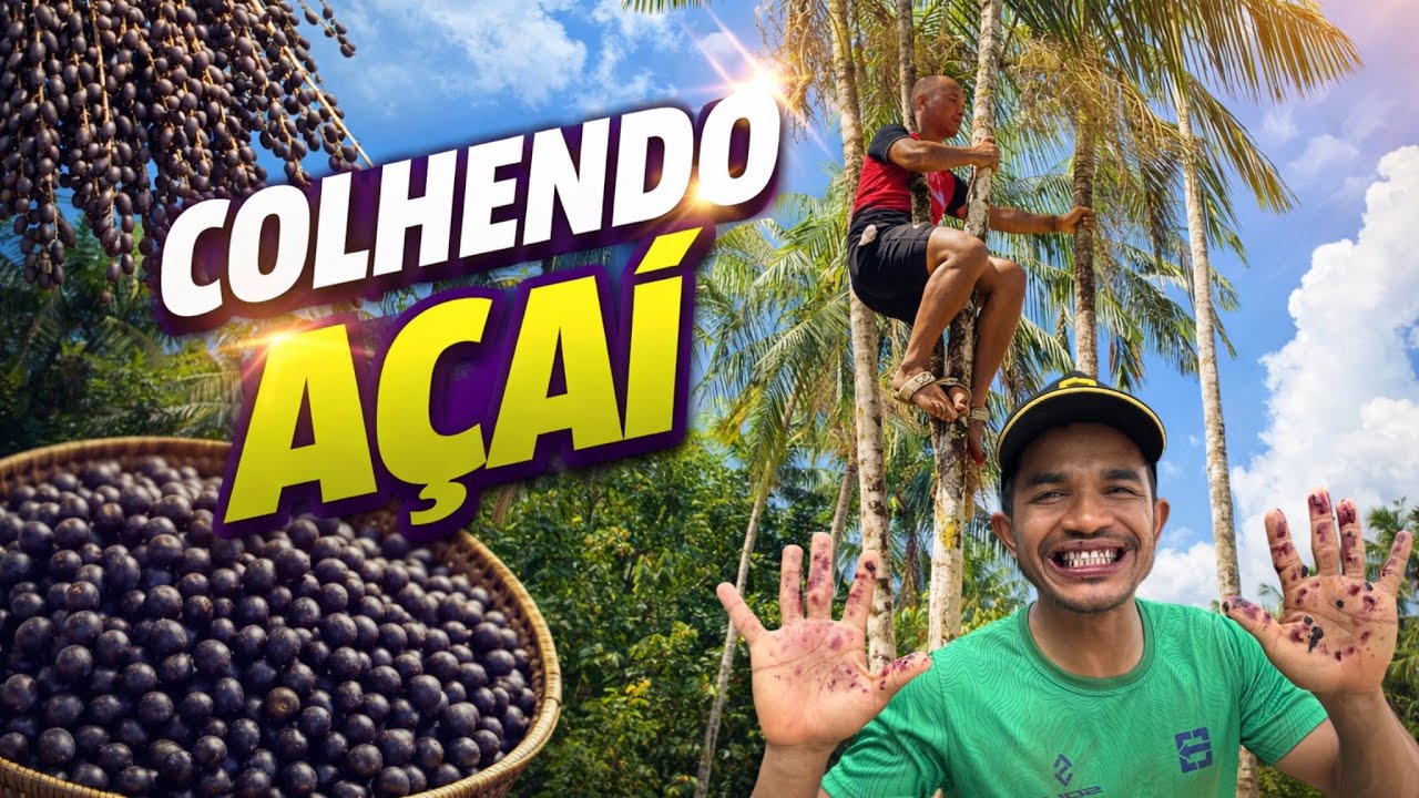 COLHENDO AÇAÍ NA FONTE-Pará