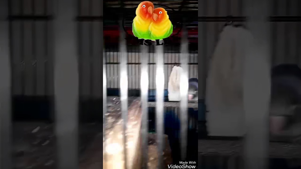 Lovebird mauve personata 1