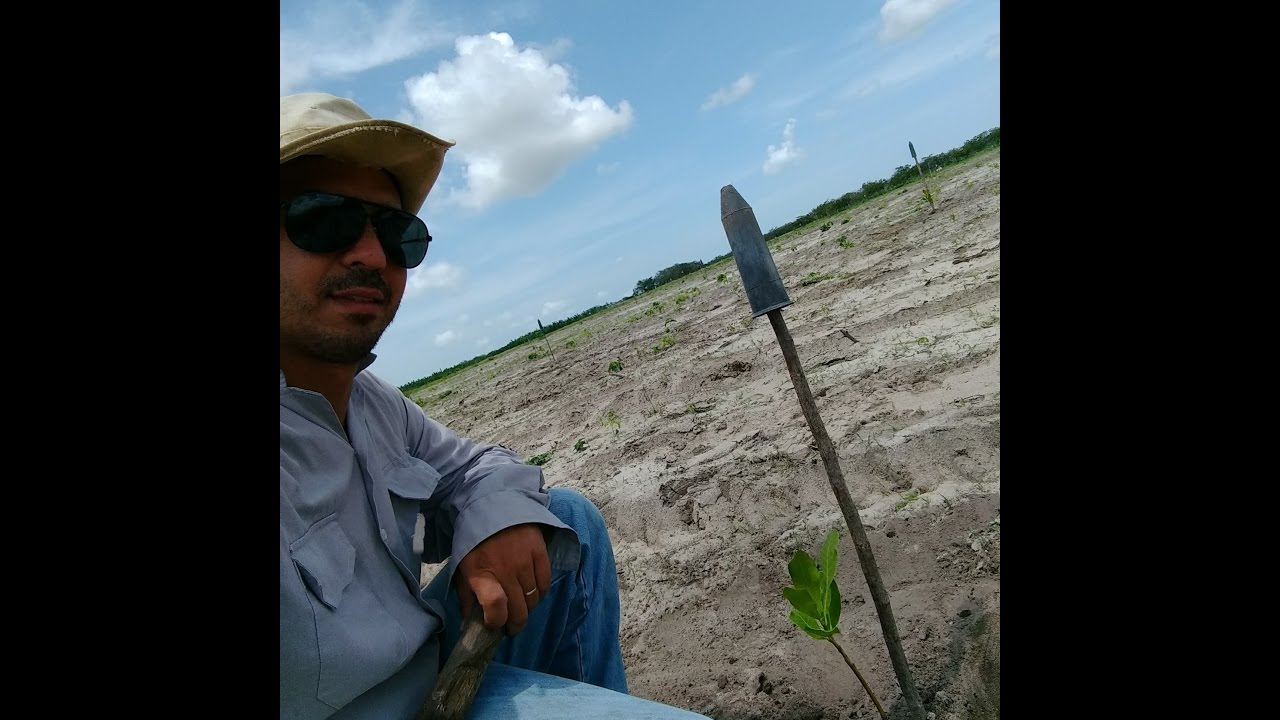 Plantando cajueiro-anão (Plantando CAJU)
