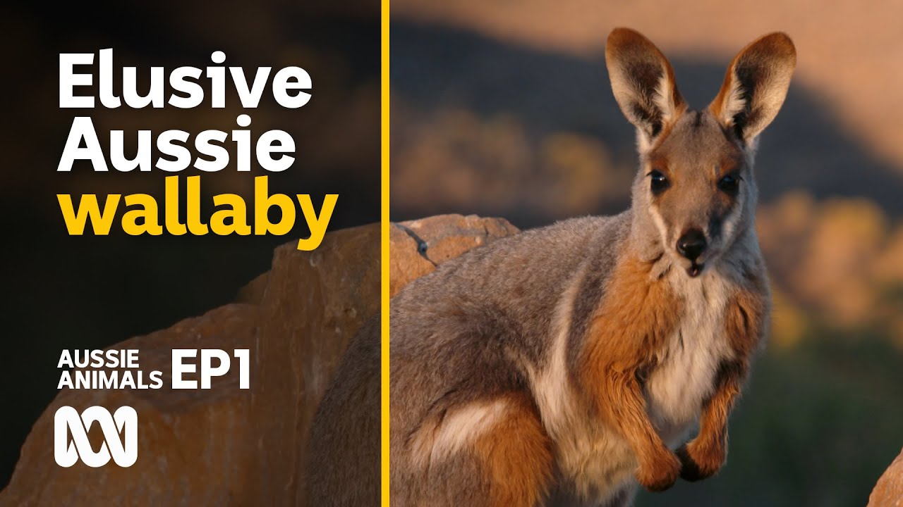 The endangered yellow-footed rock-wallabies of Arkaroola 🦘📷 | Aussie Animals Ep1 | ABC Australia