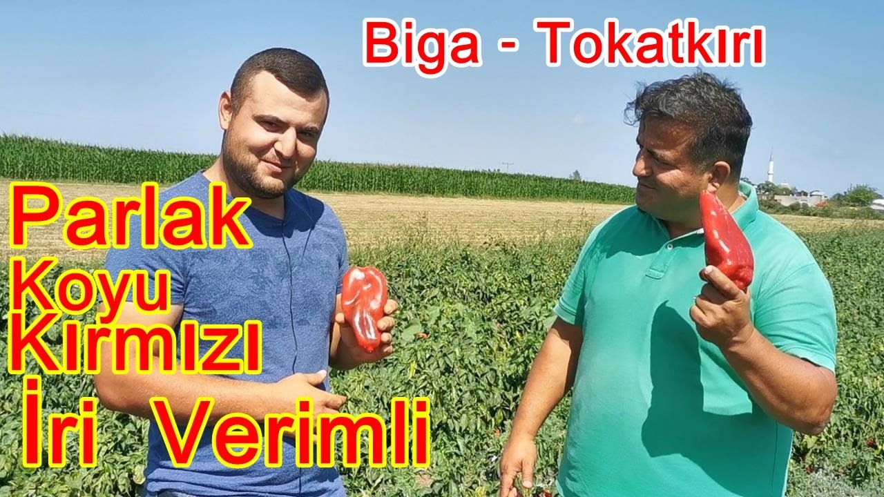 Biga - Tabandan Yapraktan Damlamadan  Kapya Biber Gübreleme  Proğramı - İri  Parlak  Kırmızı Verimli